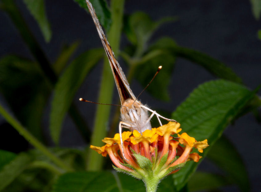 Vanessa cardui sulle lantane
